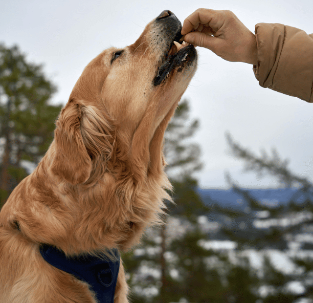 Cachorro aprende melhor com petisco ou carinho, Latidos e Lambidas Capa Web Stories