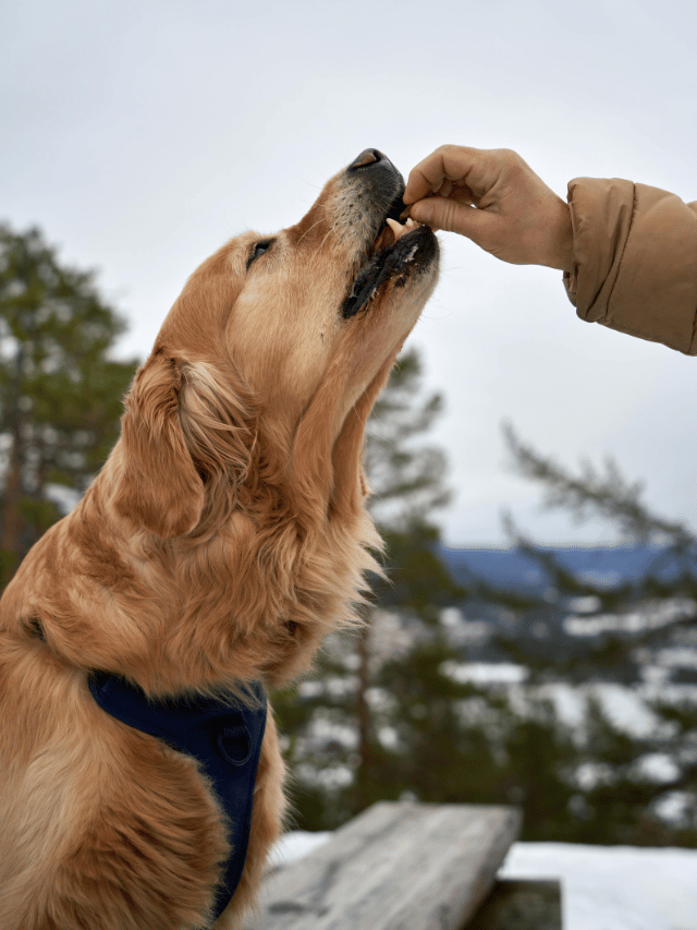 Cachorro aprende melhor com petisco ou carinho?