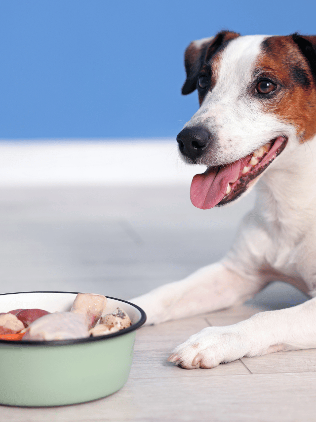 Cachorro pode comer fígado de boi assim como os humanos?