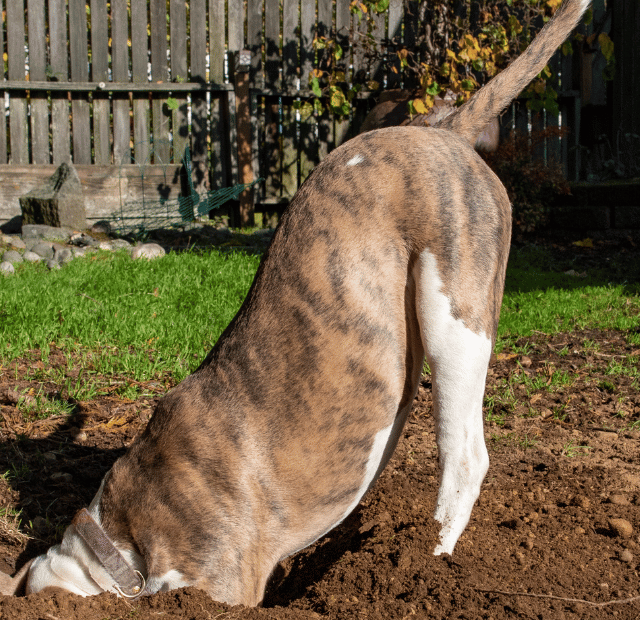Cão cavando o jardim, O motivo pode ser tédio ou calor, Latidos e Lambidas Capa Web Stories