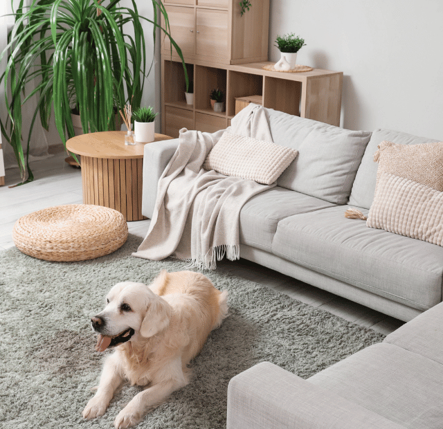 Cão de Apartamento Feliz, Rotina para raças ativas, Latidos e Lambidas Capa Web Stories