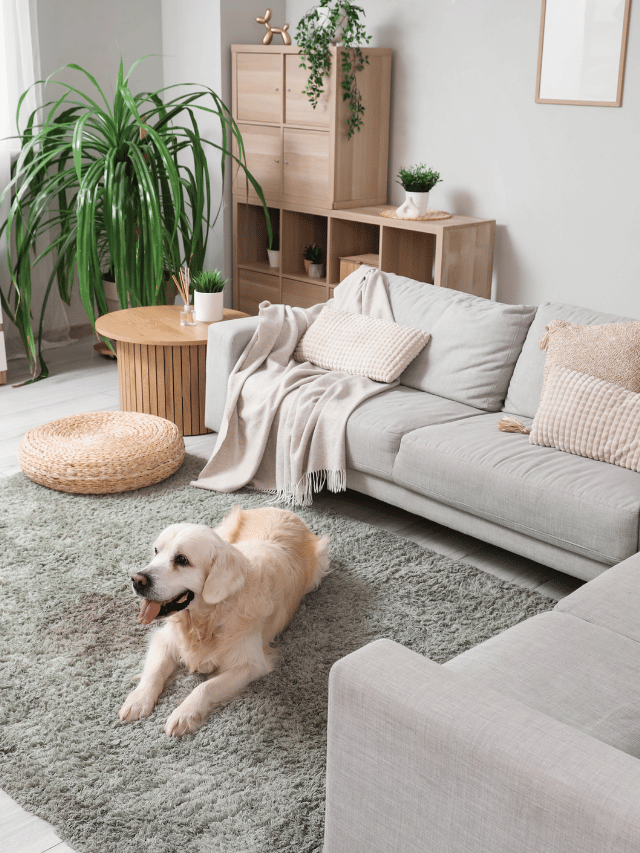 Cão de Apartamento Feliz: Rotina para raças ativas