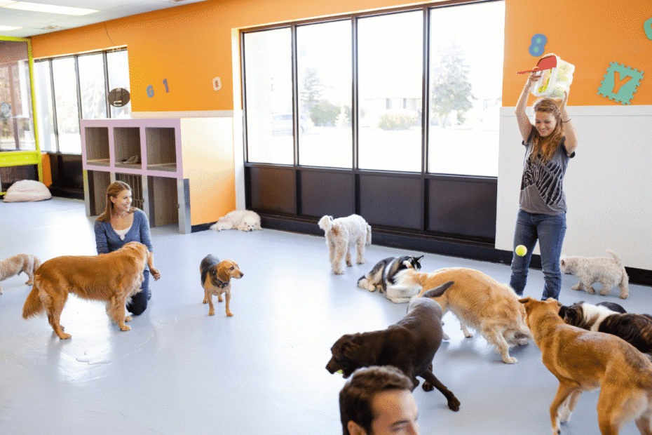 Como a creche para cães acaba com a ansiedade de separação, Latidos e Lambidas Blog para Cães