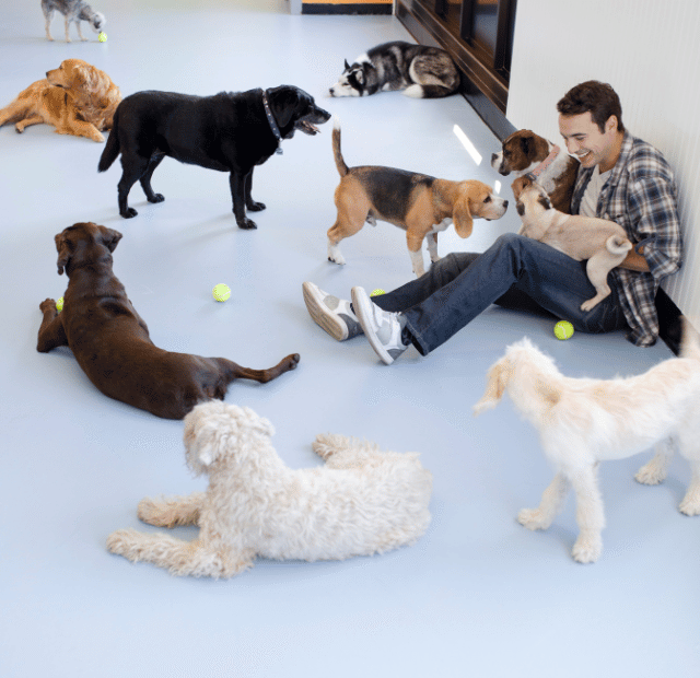 Como a creche para cães acaba com a ansiedade de separação, Latidos e Lambidas Capa Web Stories