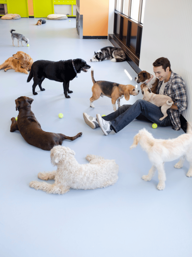 Como a creche para cães acaba com a ansiedade de separação?