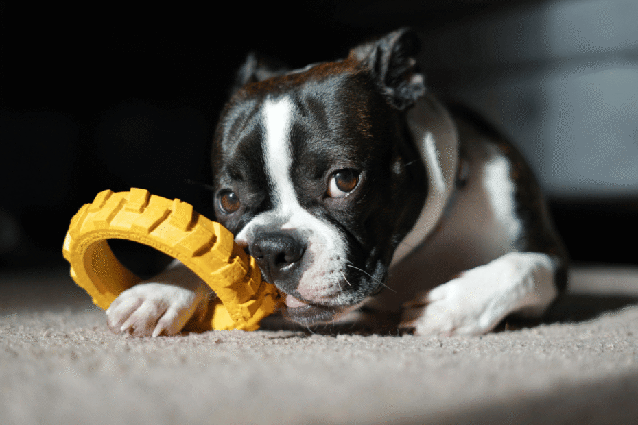 Como o brinquedo de mastigar acalma seu cão sozinho, Latidos e Lambidas Blog para Cães