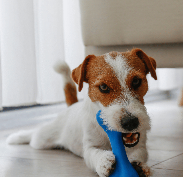 Como o brinquedo de mastigar acalma seu cão sozinho, Latidos e Lambidas Capa Web Stories