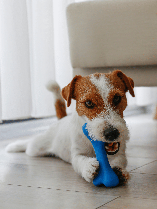 Como o brinquedo de mastigar acalma seu cão sozinho?
