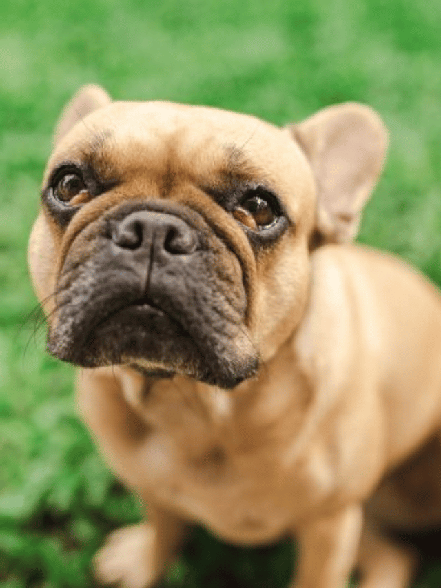 O que é uma carne no olho do cachorro?