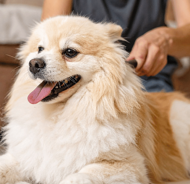 Pêlo embolado dói, O sofrimento escondido nos nós, Latidos e Lambidas Capa Web Stories