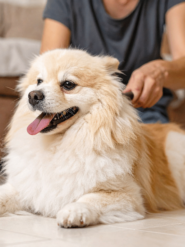 Pêlo embolado dói! O sofrimento escondido nos nós