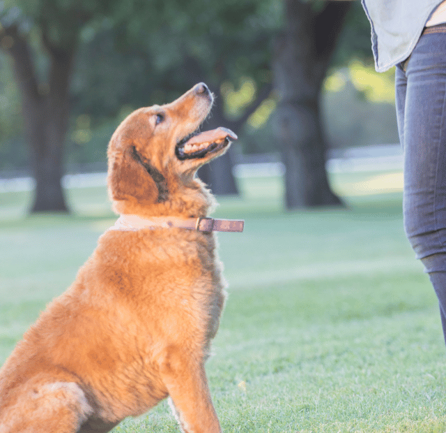 8 Exercícios para Estimular a Mente do seu Cachorro,Latidos e Lambidas Capa Web Stories