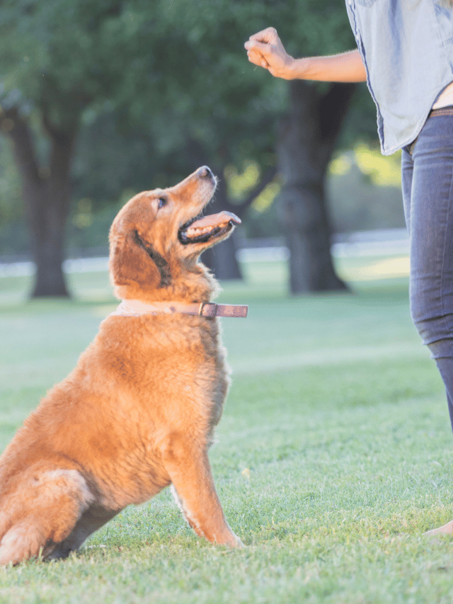 8 Exercícios para Estimular a Mente do seu Cachorro