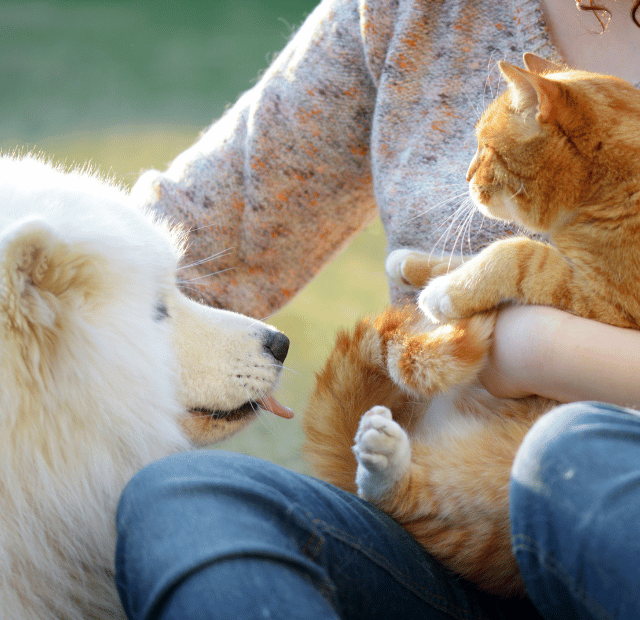A guarda de animais pertence ao Direito de Família, Gadget Garimpo Acessorios de tecnologia Capa Web Stories
