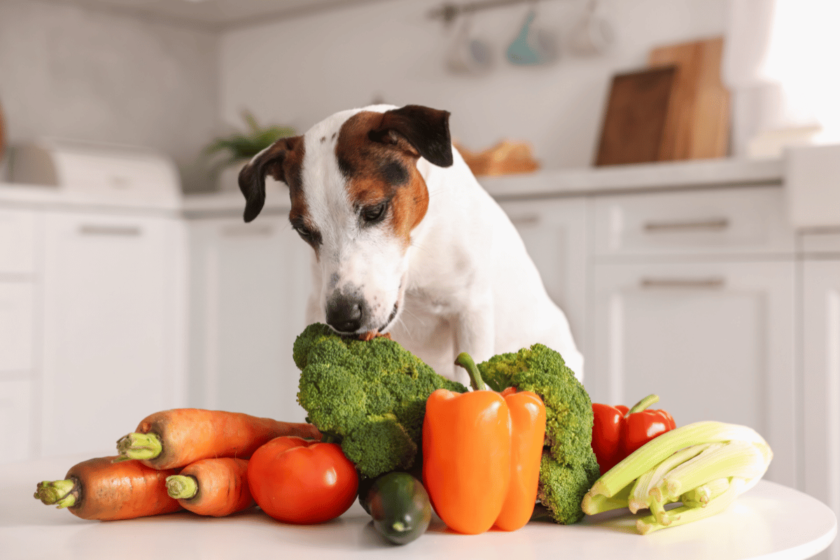Alerta Pet, Veterinária alerta que nem todo vegetal é seguro em 2026, Latidos e Lambidas, Blog para Cães