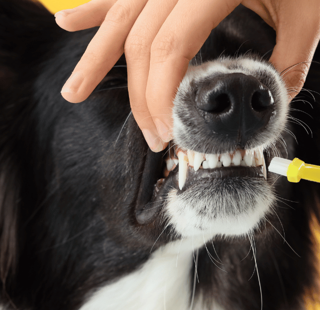 Boca doente, corpo em risco, O hálito do seu pet esconde um perigo fatal.Latidos e Lambidas Capa Web Stories