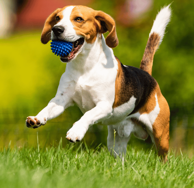 Botão turbo ligado, por que os cães correm do nada, Latidos e Lambidas Capa Web Stories