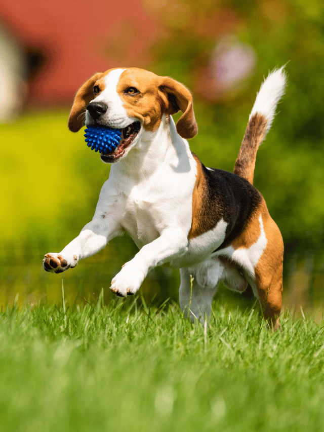 Botão turbo ligado: por que os cães correm do nada?