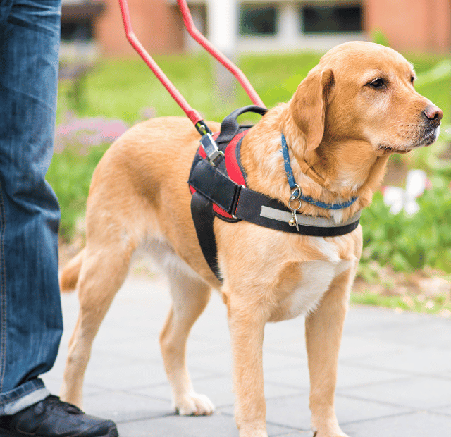 Cães do CBMDF, Como um filhote se torna um guia de liberdade, Latidos e Lambidas Capa Web Stories