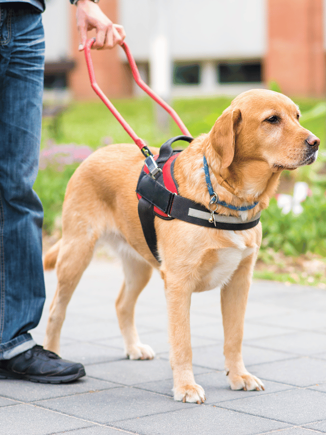 Cães do CBMDF: Como um filhote se torna um guia de liberdade?