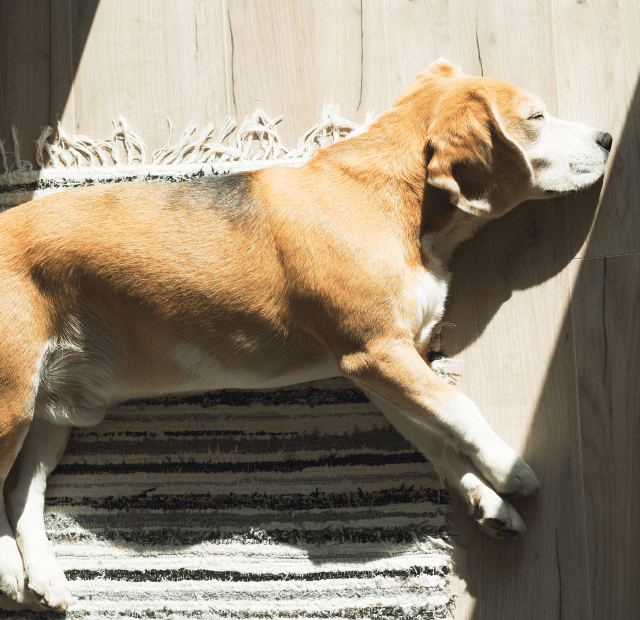 Cães no sol, Por que eles amam e como isso protege a saúde, Latidos e Lambidas Capa Web Stories
