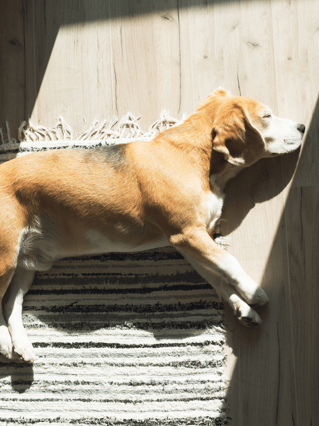 Cães no sol: Por que eles amam e como isso protege a saúde?