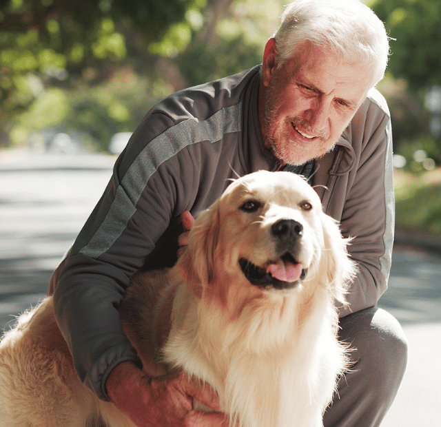 Cão idoso, 7 cuidados para garantir saúde e longevidade, Latidos e Lambidas Capa Web Stories