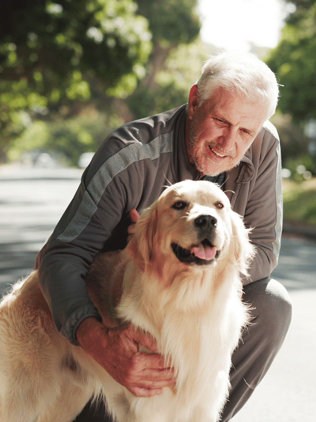 Cão idoso: 7 cuidados para garantir saúde e longevidade