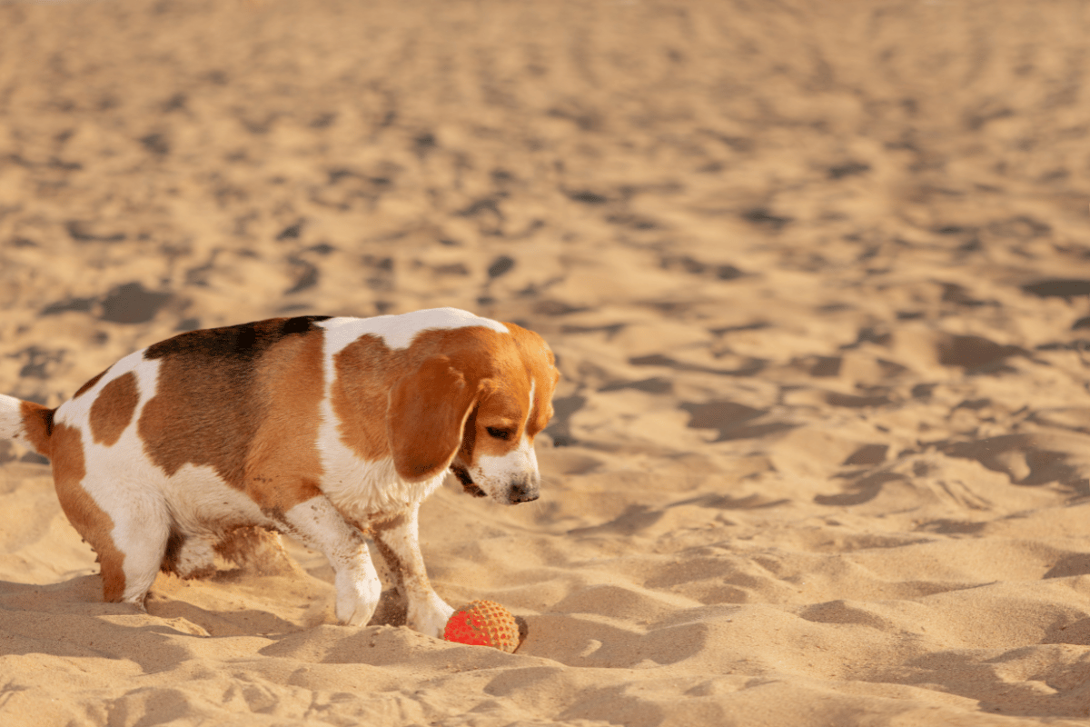 Sthefany Brito faz alerta após cachorros e porco-espinho se atacarem