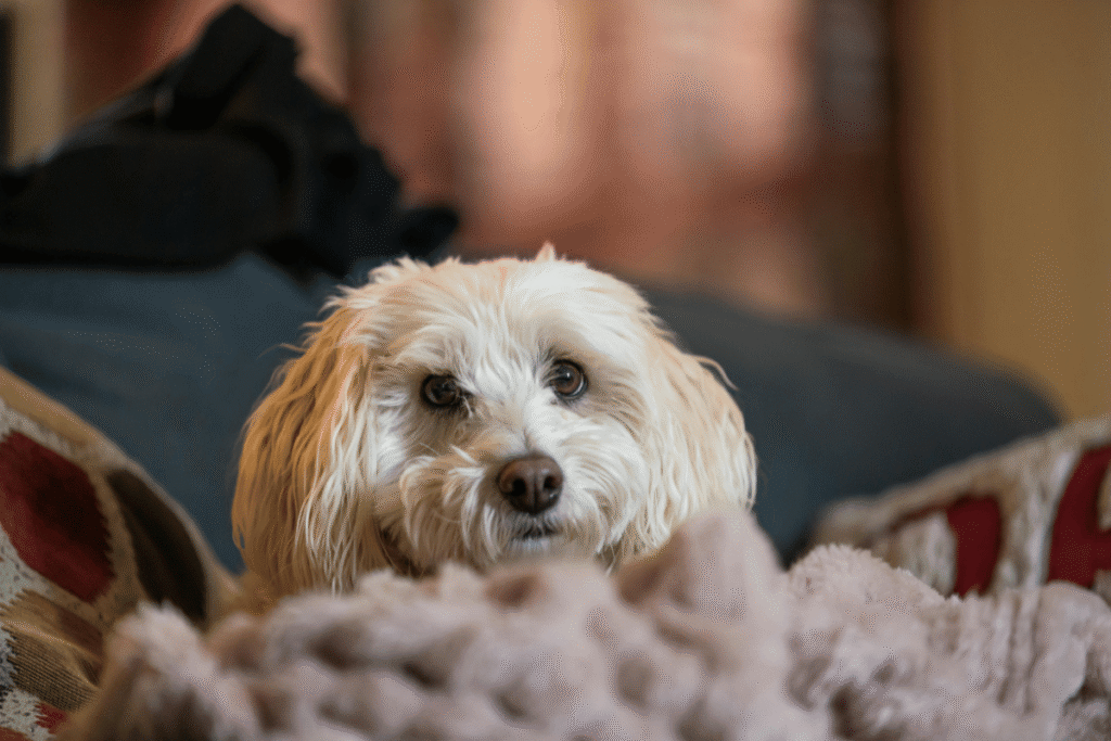 Como escolher raças de cães para apartamento pequeno com crianças?
