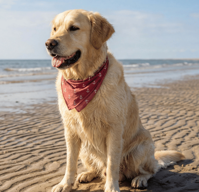 Dia Nacional dos animais, Cuidados essenciais do pet na praia, Latidos e Lambidas Capa Web Stories