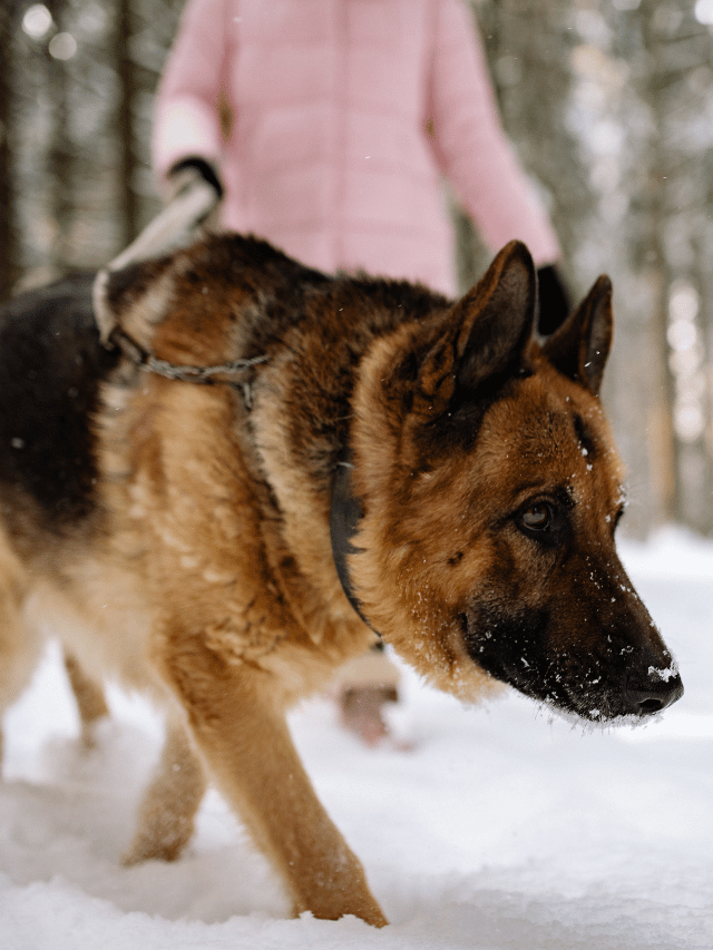 Estudos de DNA revelam há quanto tempo os cães são nossos amigos