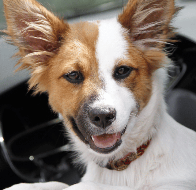 Mau Hálito Canino, Quando ele Indica Doenças Graves, Latidos e Lambidas Capa Web Stories