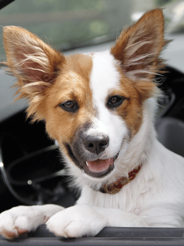 Mau Hálito Canino: Quando ele Indica Doenças Graves