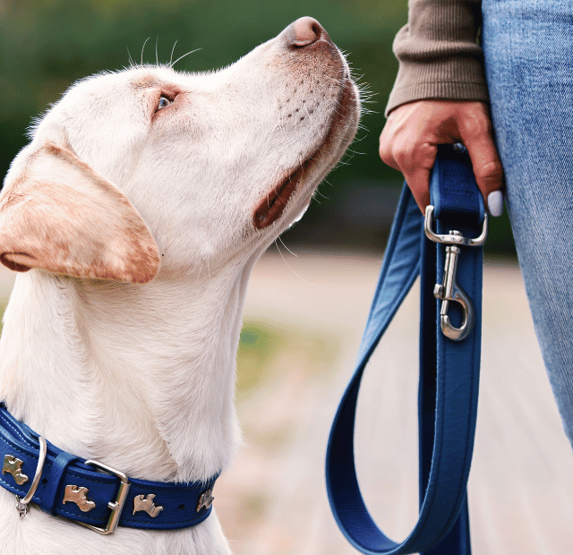 Novas regras para cães em Curitiba, O que muda para você, Latidos e Lambidas Capa Web Stories