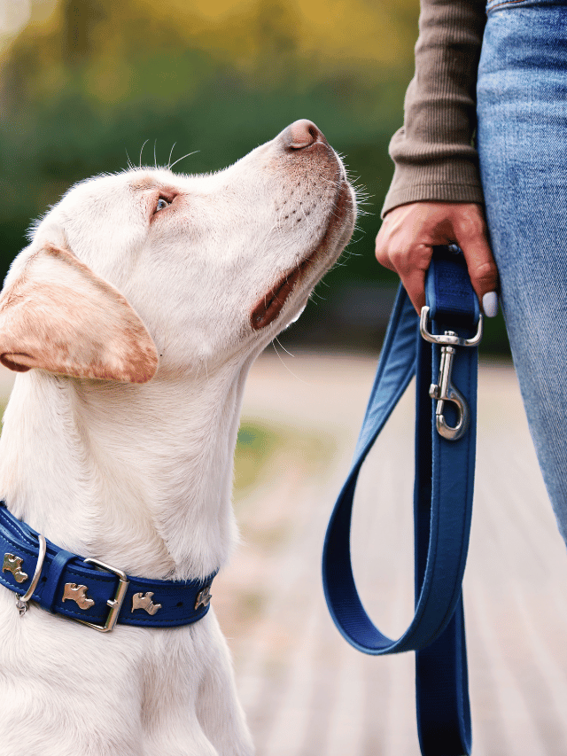 Novas regras para cães em Curitiba: O que muda para você?