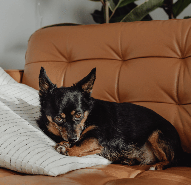 O Efeito Cachorro, Como seu pet transforma o ar da sua casa, Latidos e Lambidas Capa Web Stories