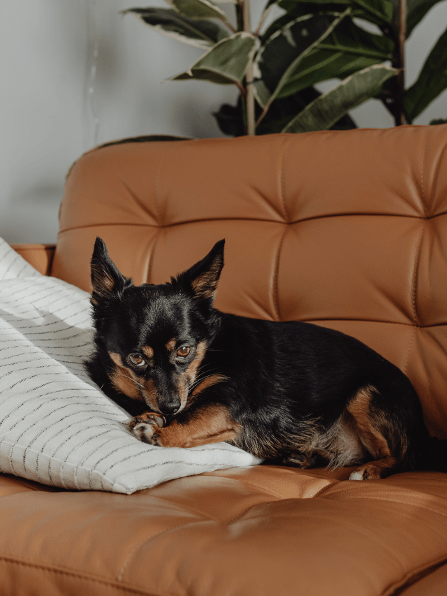 O “Efeito Cachorro”: Como seu pet transforma o ar da sua casa?