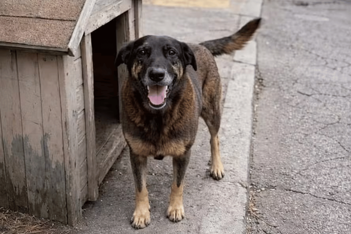 O que ninguém esperava encontrar no laudo do Cão Orelha, Latidos e Lambidas, Blog para Cães