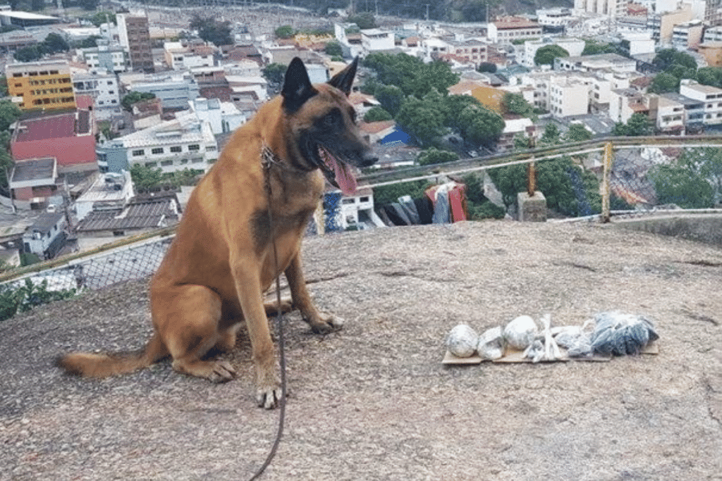 O que tornou o cão policial Eudis uma referência na cinotecnia, Latidos e Lambidas, Blog para Cães