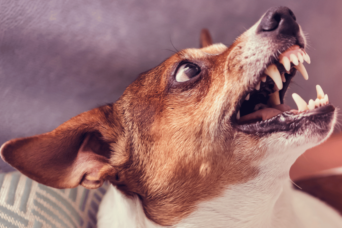 O que você nunca deve fazer ao ver um cão rosnando, Latidos e Lambidas, Blog para Cães