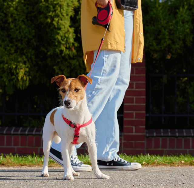 Passear com cão sem coleira dá multa, Conheça a nova lei, Latidos e Lambidas Capa Web Stories