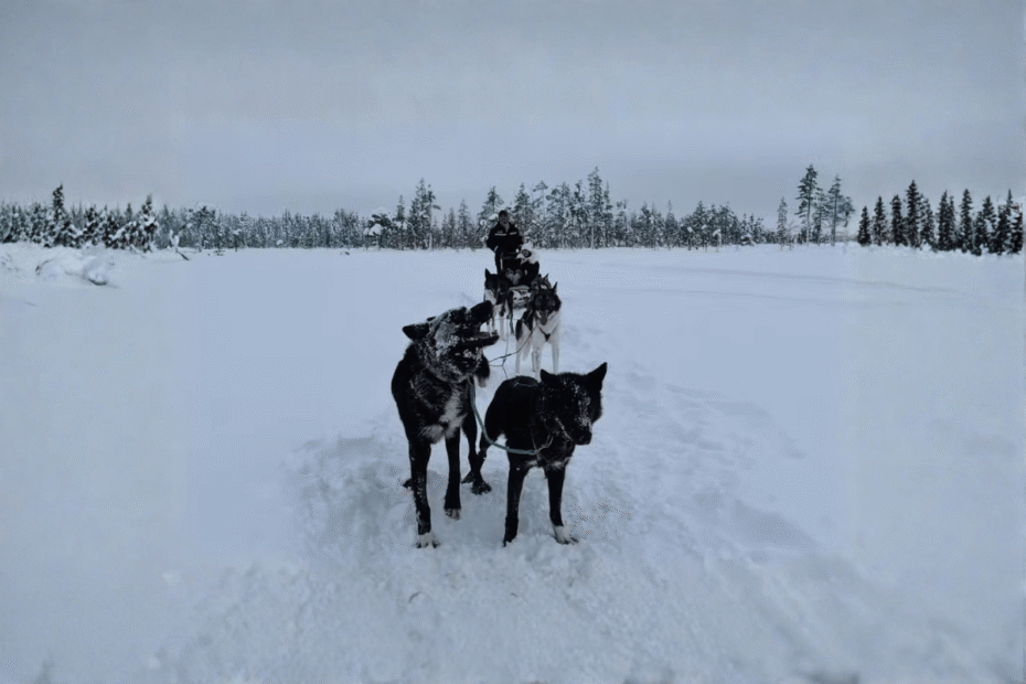 Por que Giovanna Lancellotti foi criticada nas redes sociais, Latidos e Lambidas, Blog para Cães
