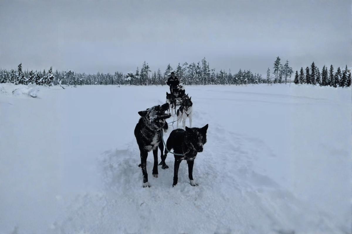 Por que Giovanna Lancellotti foi criticada nas redes sociais, Latidos e Lambidas, Blog para Cães