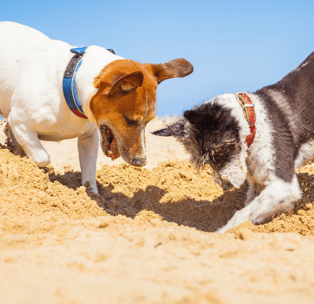Por que os cães escondem objetos, O segredo por trás do hábito de enterrar, Latidos e Lambidas Capa Web Stories