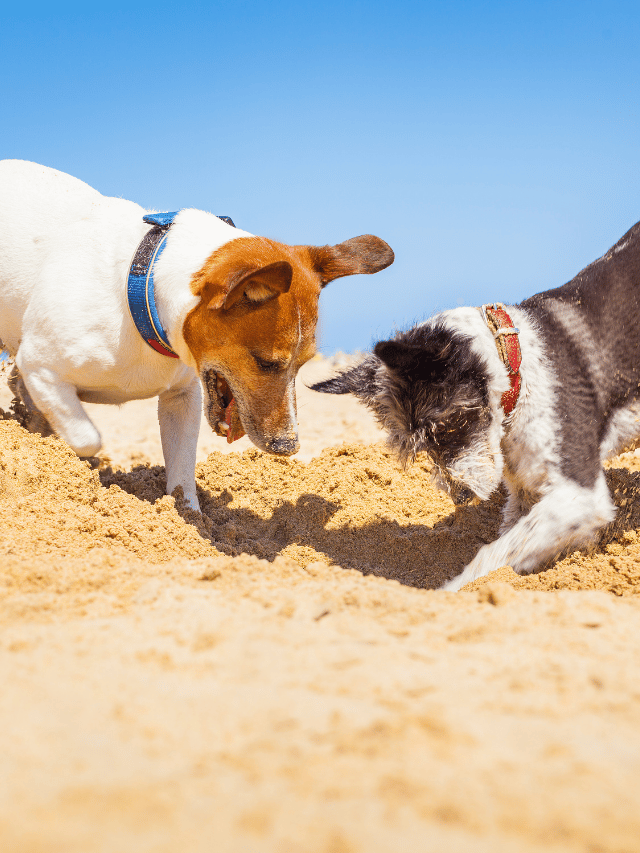 Por que os cães escondem objetos? O segredo por trás do hábito de enterrar