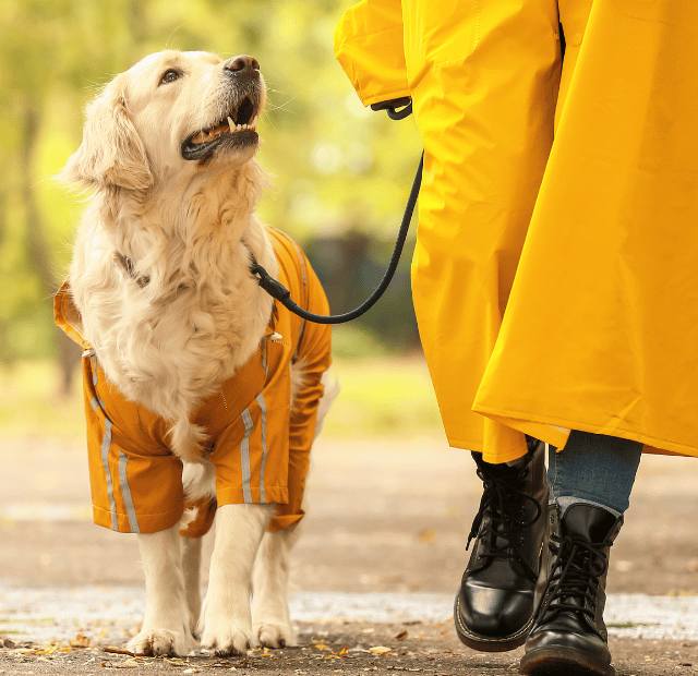 Rotina Previsível Reduz a Ansiedade em Seus Cães,Latidos e Lambidas Capa Web Stories