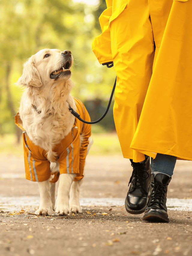 Rotina Previsível Reduz a Ansiedade em Seus Cães