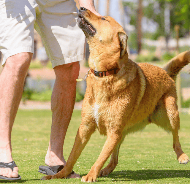 Saiba qual a melhor maneira de deixar seu cão feliz, Latidos e Lambidas Capa Web Stories