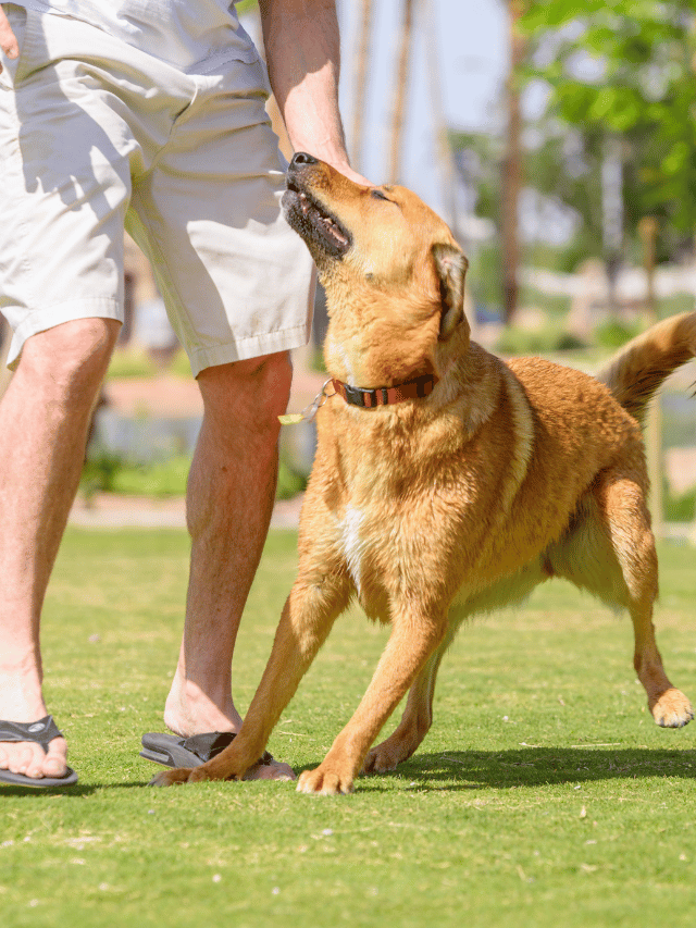 Saiba qual a melhor maneira de deixar seu cão feliz